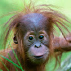 Meet your Posher, Josephine